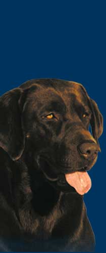 Labrador noir, chocolat(brun), jaune, blond ou red fox.